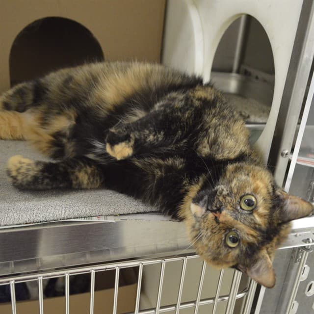 REBEL - Domestic Shorthair cat available for adoption at Ottawa Humane Society in Ottawa