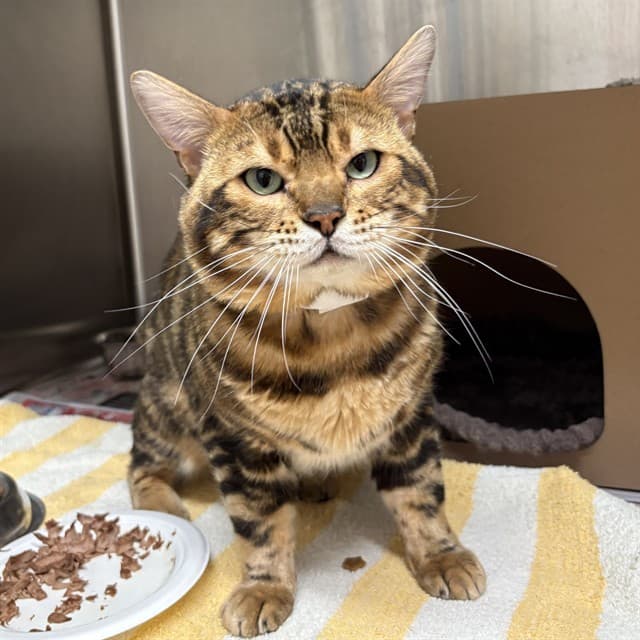 PABLO - Bengal cat available for adoption at Ottawa Humane Society in Ottawa