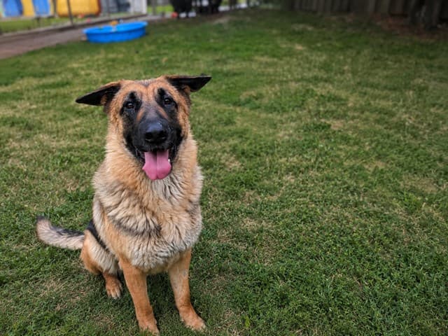 SAGE - German Shepherd Dog available for adoption at City of Toronto Animal Services in Toronto