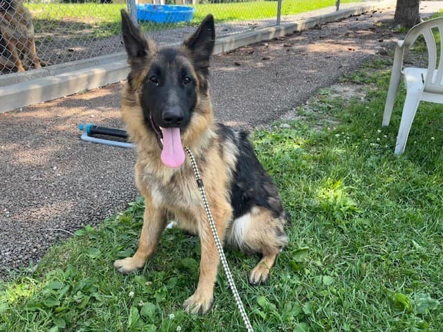 MIKA - German Shepherd Dog available for adoption at City of Toronto Animal Services in Toronto