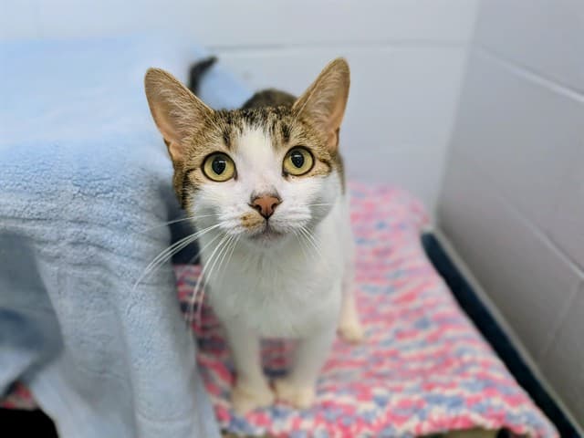 CLASSY - Domestic Shorthair cat available for adoption at City of Toronto Animal Services in Toronto
