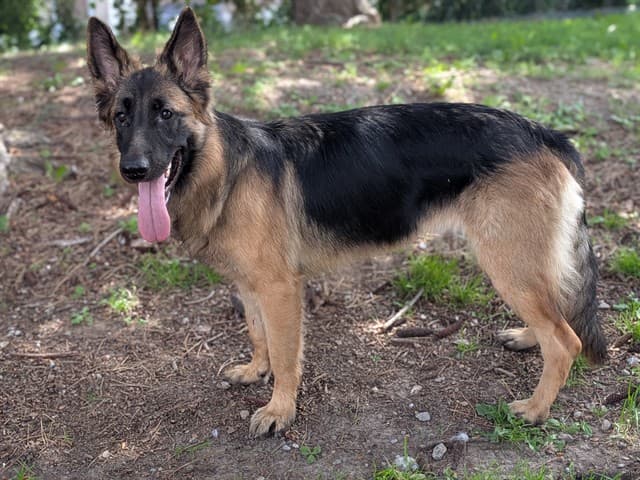 AMBER - German Shepherd Dog available for adoption at City of Toronto Animal Services in Toronto