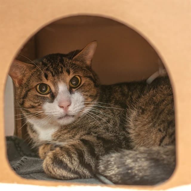 TOASTY - Domestic Shorthair available for adoption