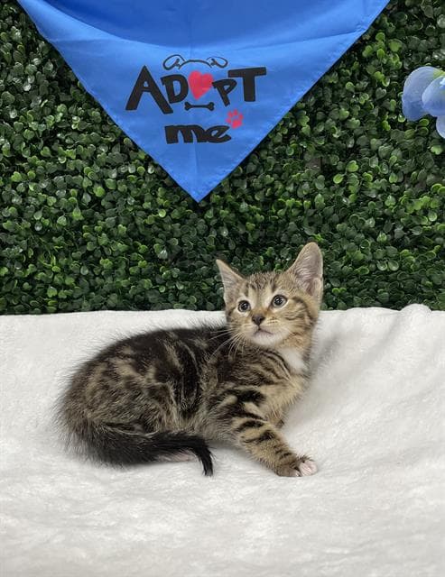 LAMBO - Domestic Shorthair available for adoption
