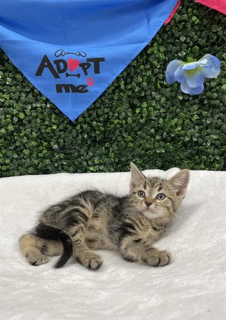 BENTLEY - Domestic Shorthair cat available for adoption at Saskatoon Animal Control Agency in Saskatoon