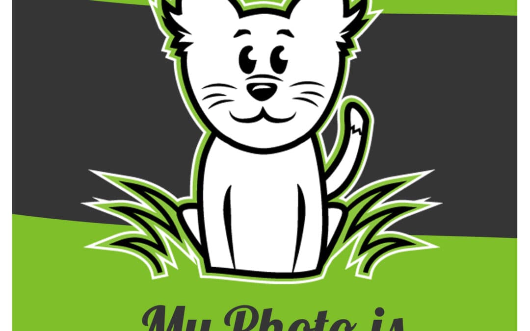 ETHEL - Domestic Short Hair cat available for adoption at AARCS in Calgary
