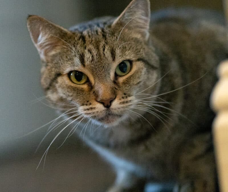 BUNNY - Domestic Short Hair cat available for adoption in Calgary