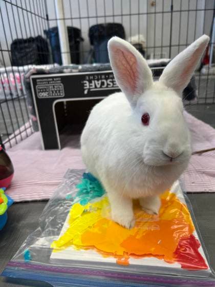 IVORY - American available for adoption in Calgary