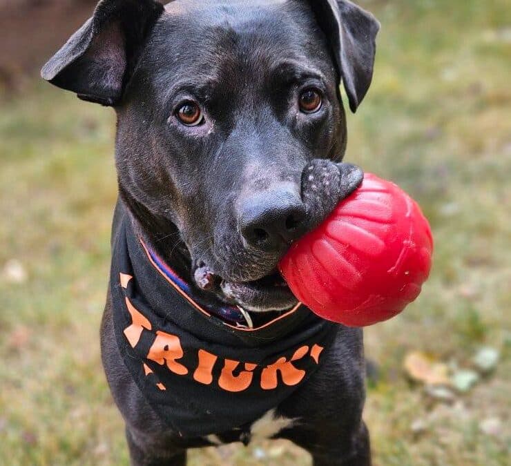 ASHTON - Pitbull Terrier Mixed available for adoption in Calgary