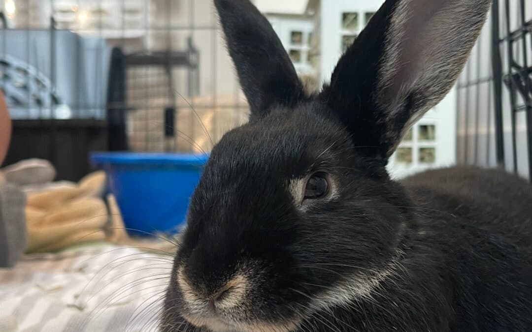 ICE CAP - DSH available for adoption at AARCS in Calgary