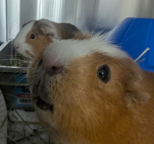 MANGO - White Crested / Abyssinian Satin available for adoption at AARCS in Calgary