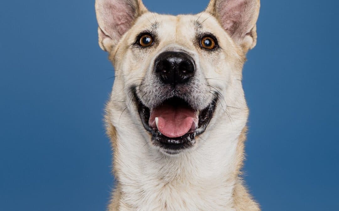 ZING - Siberian Husky Mixed available for adoption at AARCS in Calgary