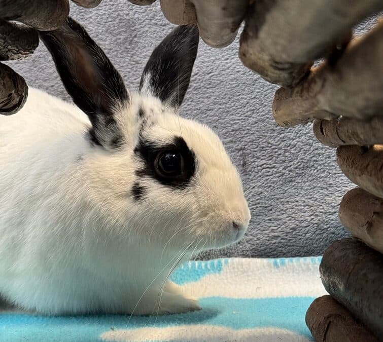 DAPHNE - English Spot available for adoption in Calgary