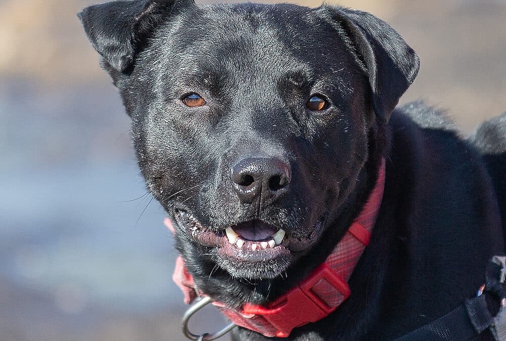 JONATHON - Terrier, Pit Bull Mixed available for adoption at AARCS in Calgary