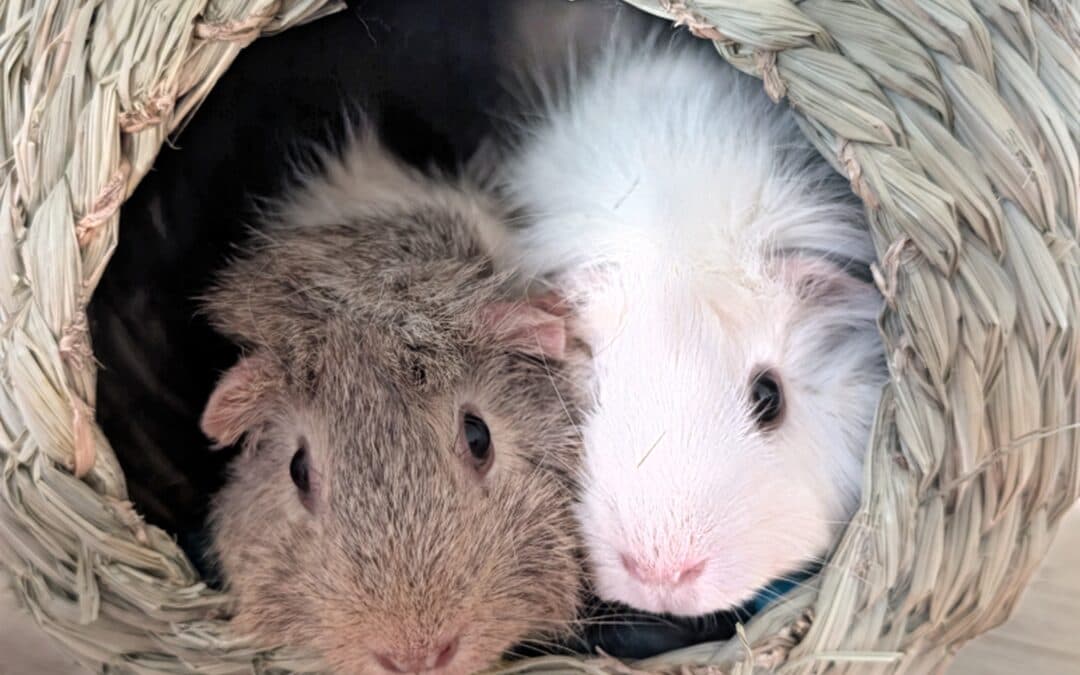 LILLY - Abyssinian / Abyssinian cat available for adoption at AARCS in Calgary