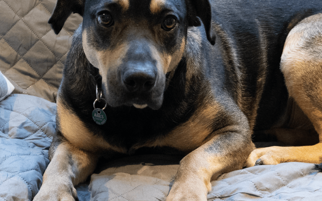 PEACHES - Shepherd mixed available for adoption at AARCS in Calgary