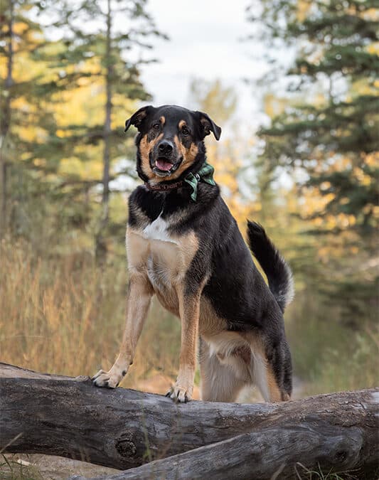 PECORINO - German Shepherd Mixed available for adoption at AARCS in Calgary