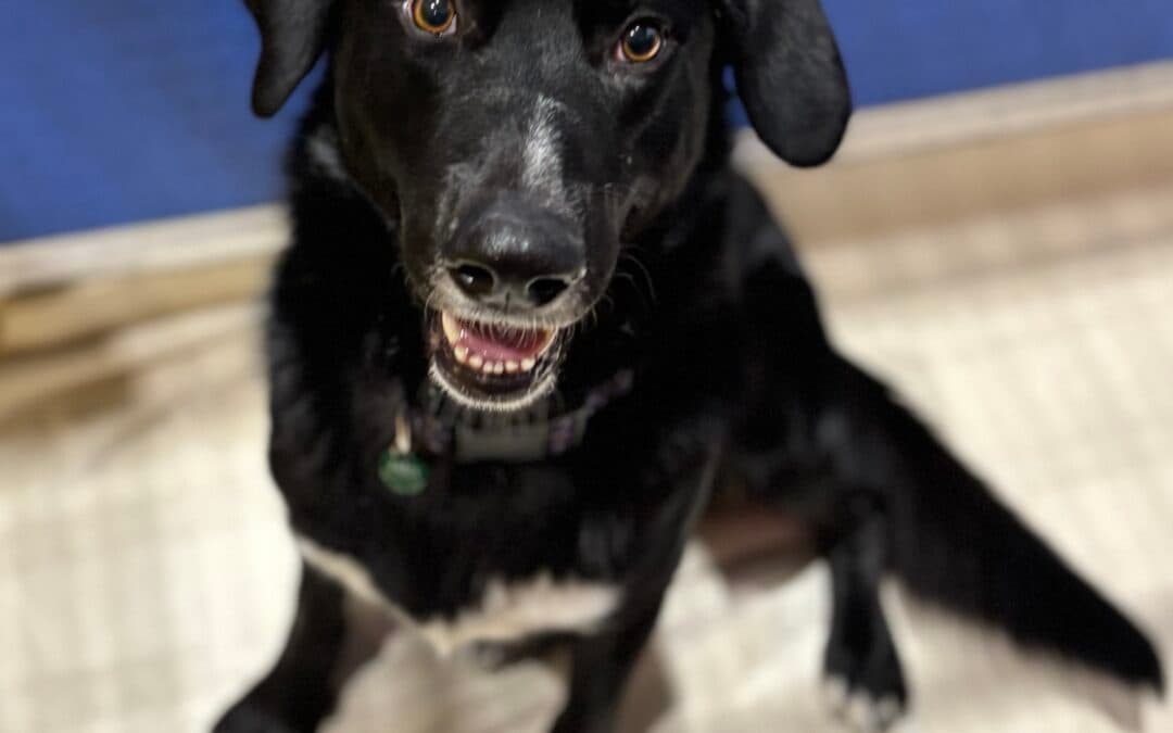 ROOSTER - Labrador Retriever Mixed available for adoption at AARCS in Calgary