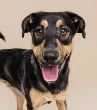 RORY - Shepherd mixed available for adoption at AARCS in Calgary