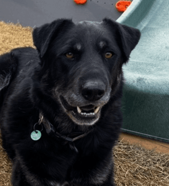 OSCAR - Shepherd mixed available for adoption at AARCS in Calgary