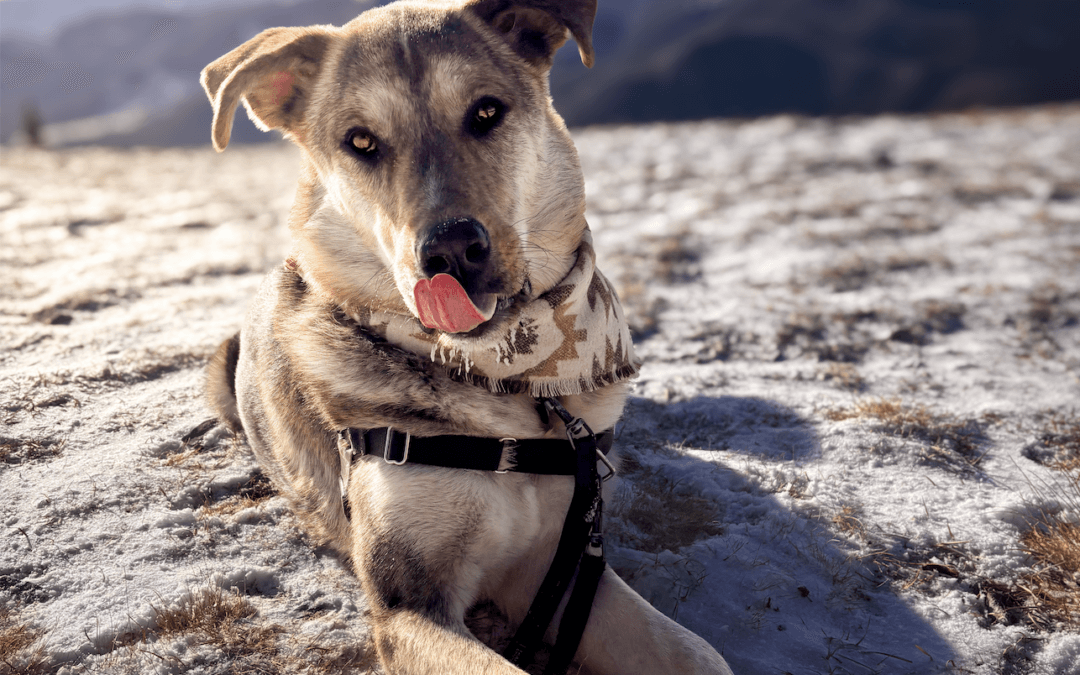 TRIPP - German Shepherd Mixed available for adoption at AARCS in Calgary