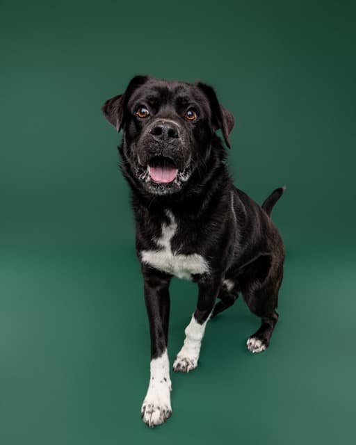 ZORO - Labrador Retriever Mixed available for adoption at AARCS in Calgary