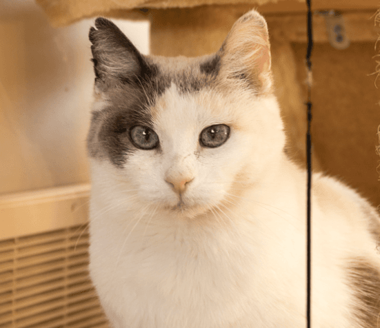 ARMADILLO - Domestic Short Hair cat available for adoption in Calgary