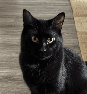 BONNIE - Domestic Short Hair cat available for adoption at AARCS in Calgary