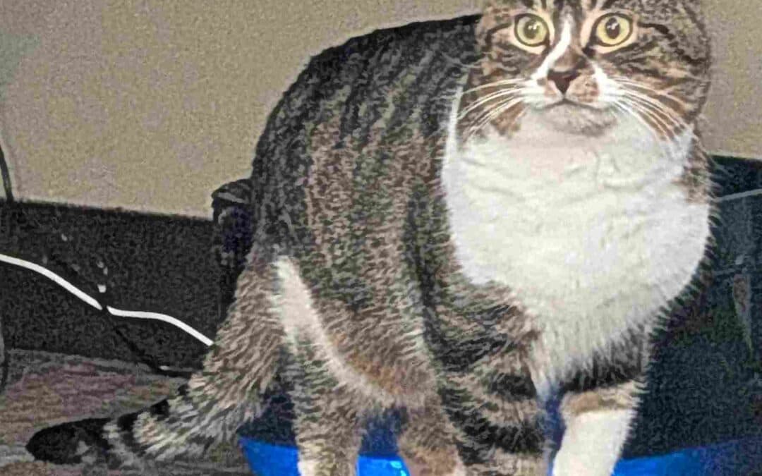 CHARLIE - Domestic Short Hair cat available for adoption at AARCS in Calgary