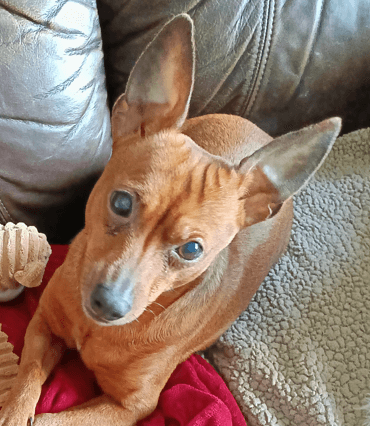 CHRISTOPHER LAWRENCE - Miniature Pinscher Mix available for adoption in Calgary