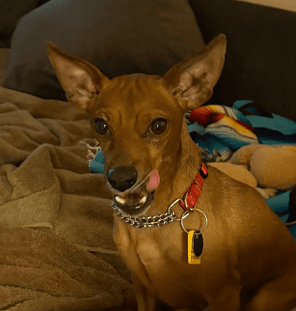 COLLINS - Miniature Pinscher Mix available for adoption in Calgary