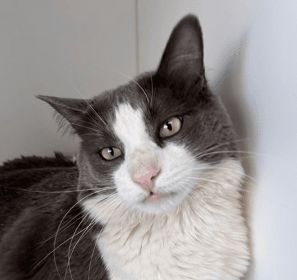 COLSON - Domestic Short Hair available for adoption in Calgary