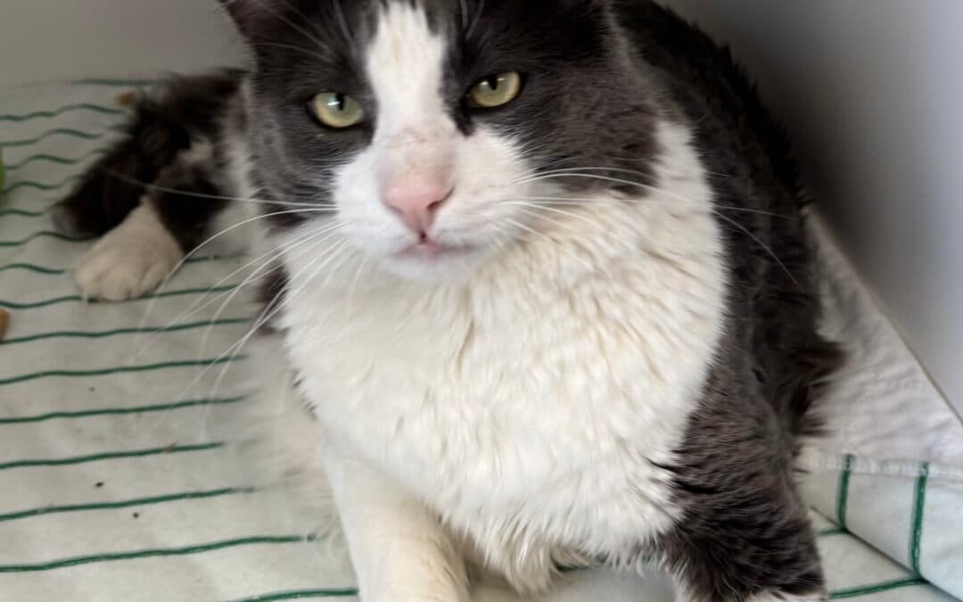 COLSON - Domestic Short Hair cat available for adoption at AARCS in Calgary