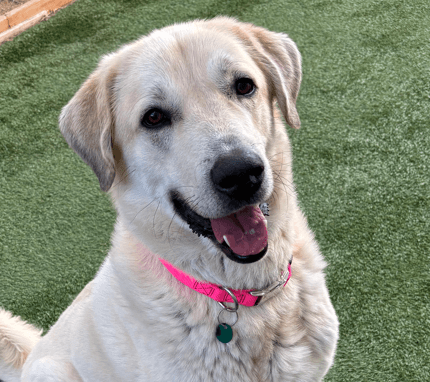 DAISY - Shepherd mixed available for adoption in Calgary