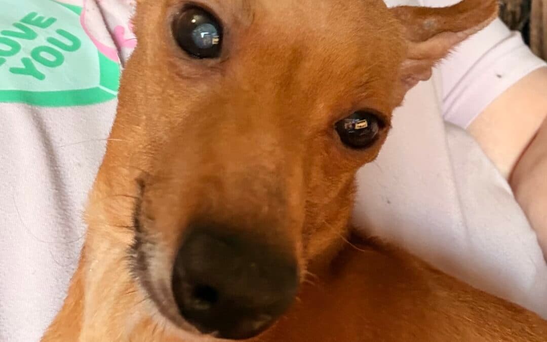ELMER - Miniature Pinscher Mix available for adoption in Calgary