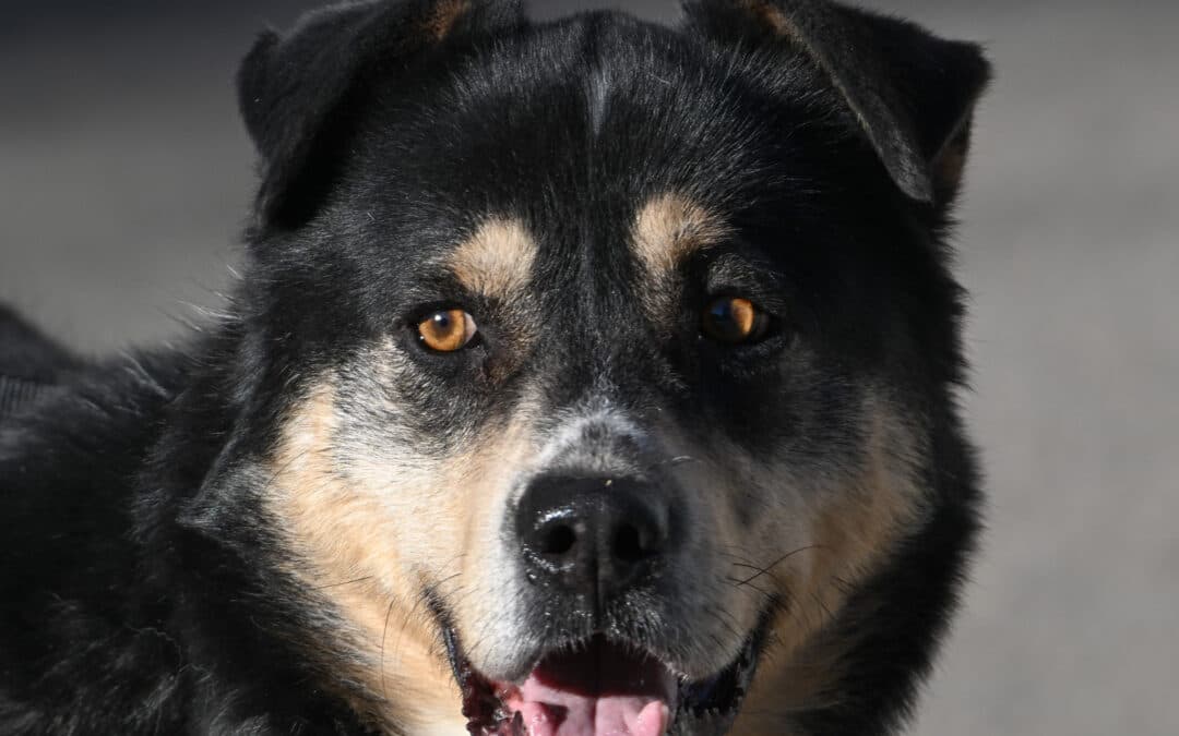 FORTY - German Shepherd Mixed available for adoption at AARCS in Calgary