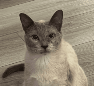 REBA - Siamese cat available for adoption in Calgary