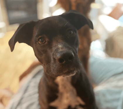 ROYCE - Pit bull terrier mixed available for adoption at AARCS in Calgary