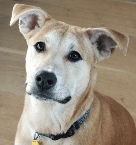 SHANE - Australian Cattle Dog Mixed available for adoption at AARCS in Calgary