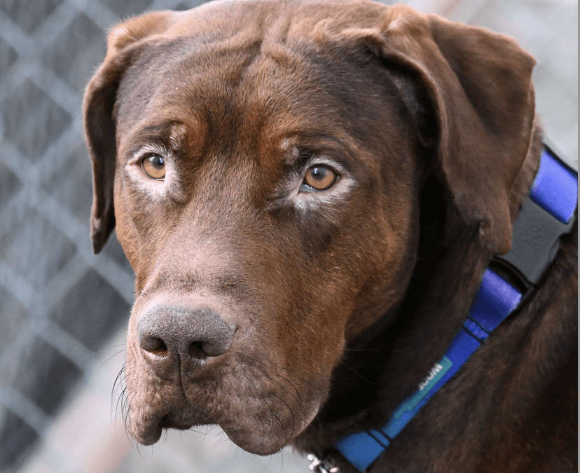 SONNY - Cane Corso Mixed available for adoption at AARCS in Calgary