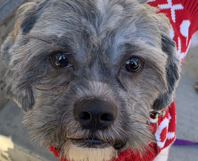 TEDDY - Shih Tzu mix available for adoption at AARCS in Calgary