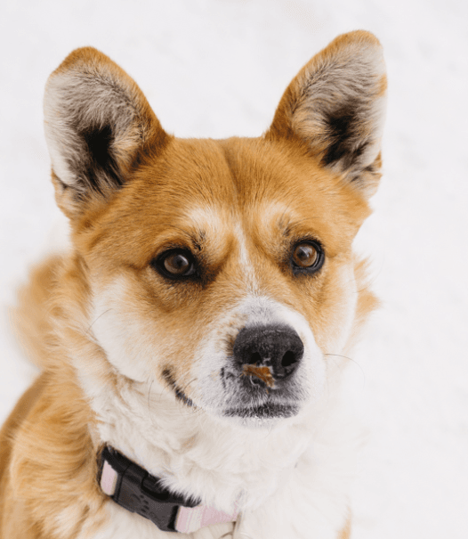 TILLY - Corgi Mixed available for adoption at AARCS in Calgary