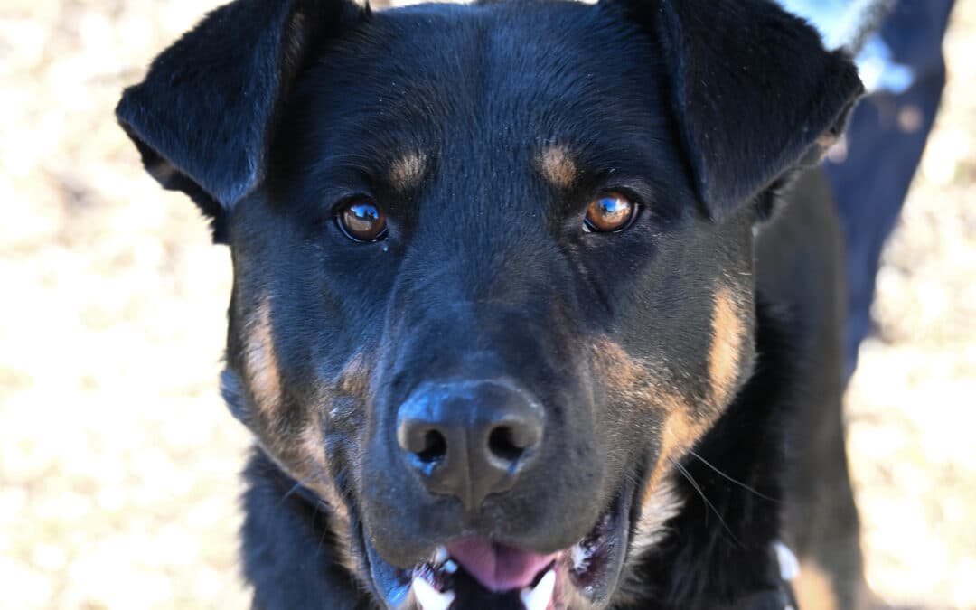WINTER - German Shepherd Mixed available for adoption at AARCS in Calgary