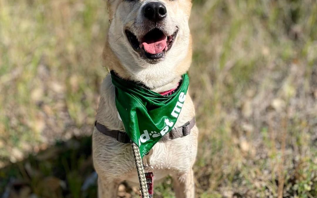 ZING - Siberian Husky Mixed available for adoption at AARCS in Calgary