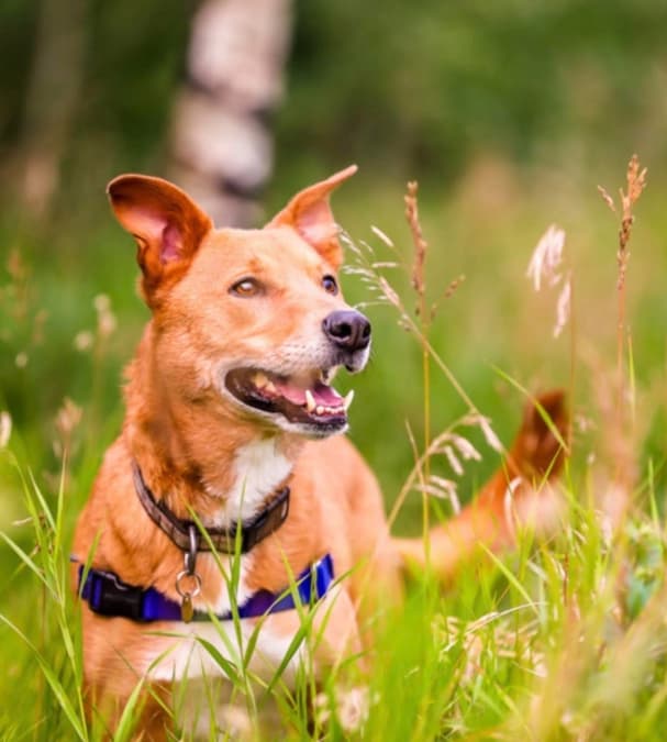 ALMOND - Mixed Breed available for adoption in Calgary