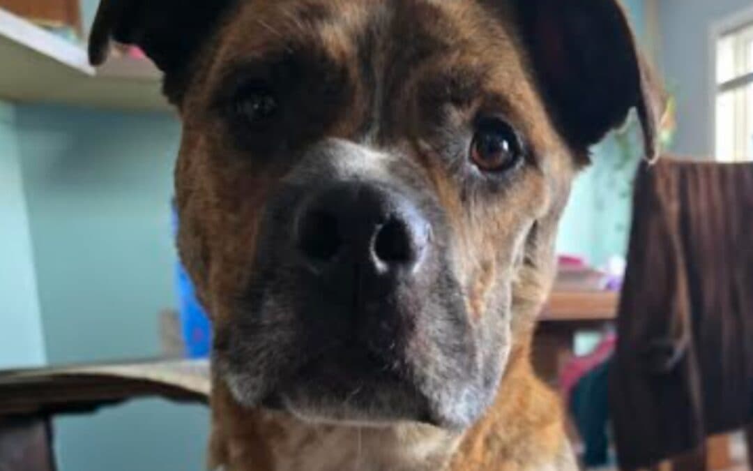 BEAR - Terrier, Pit Bull Mixed available for adoption at AARCS in Calgary