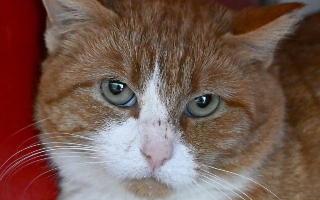 BEARNAISE - Domestic Short Hair available for adoption at AARCS in Calgary