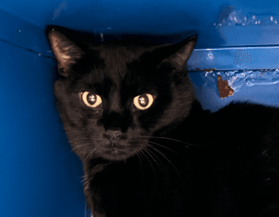 BLACKY - Domestic Short Hair cat available for adoption in Calgary