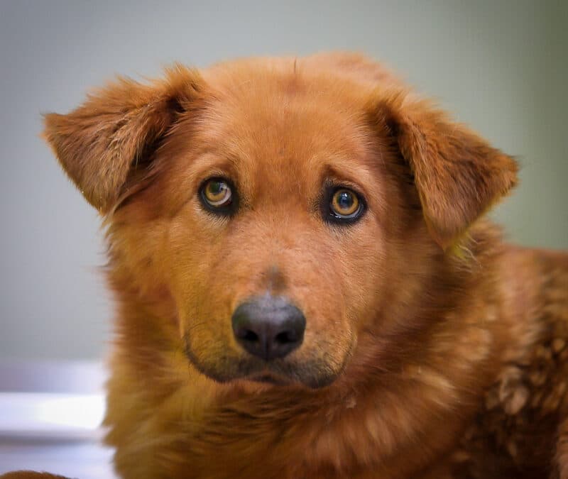 BROWN SUGAR - Golden Retriever Mixed available for adoption in Calgary