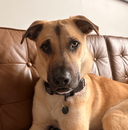 BRUNO - German Shepherd Mixed available for adoption in Calgary